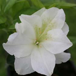 Azalea 'Olga Niblett'